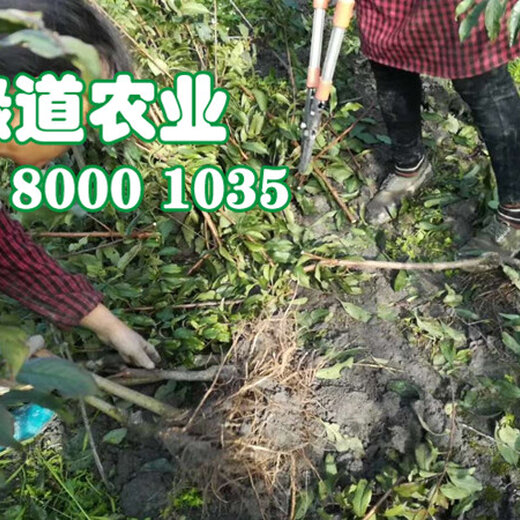 淮树下的最新动态，淮树的温馨日常