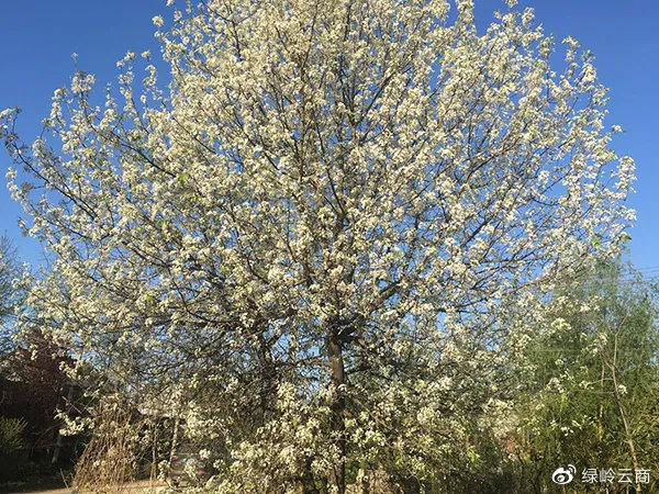 淮树最新动态与发展探索报道