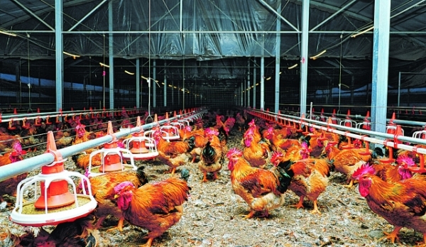 浒关站街鸡最新,关于浒关站街鸡的最新情况及相关科普文章(非涉黄内容)