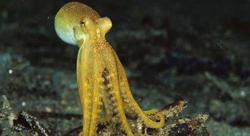 最新版的八爪鱼,超越想象的探索革新之旅