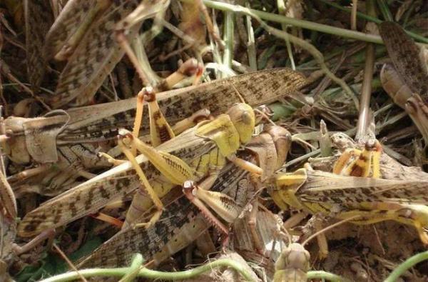 普洱蝗灾最新动态，绿色之旅中的挑战与内心平静的追求