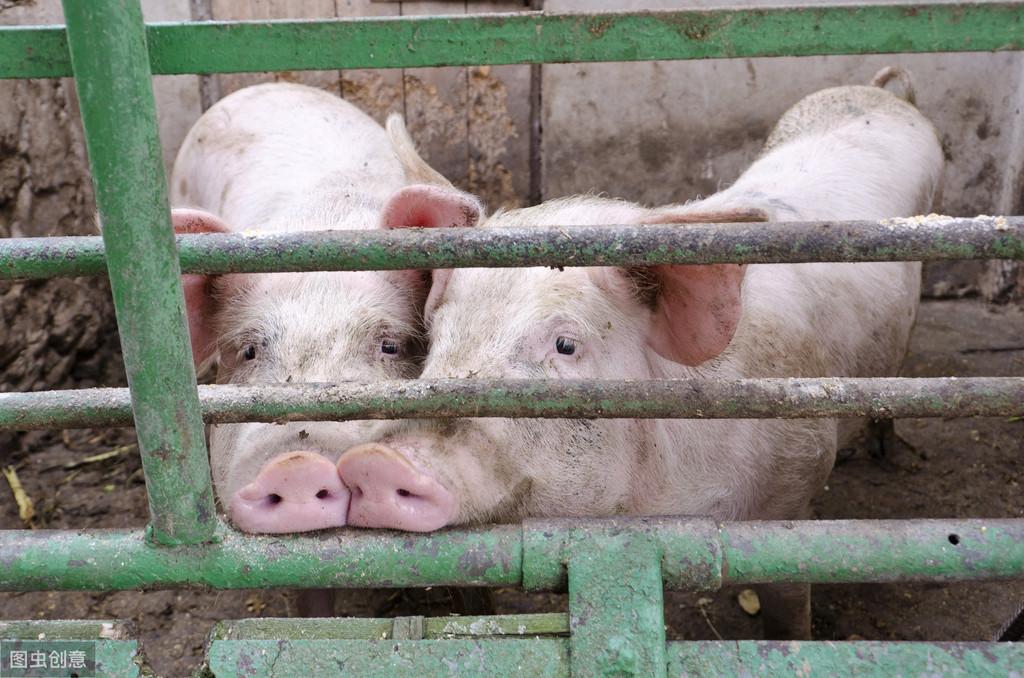 今日猪价最新价格完整，获取与理解猪价信息的步骤指南