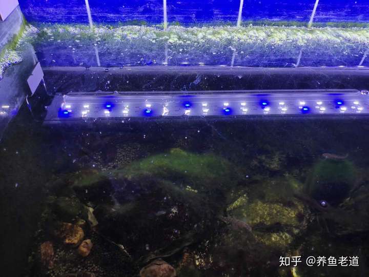 革新养鱼行业，最新卷养鱼技术与三大要点揭秘