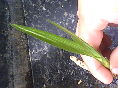 2016兰花市场行情,2016兰花市场行情，一场寻找内心平静的绿色之旅