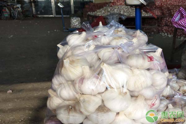 金乡今天大蒜最新行情