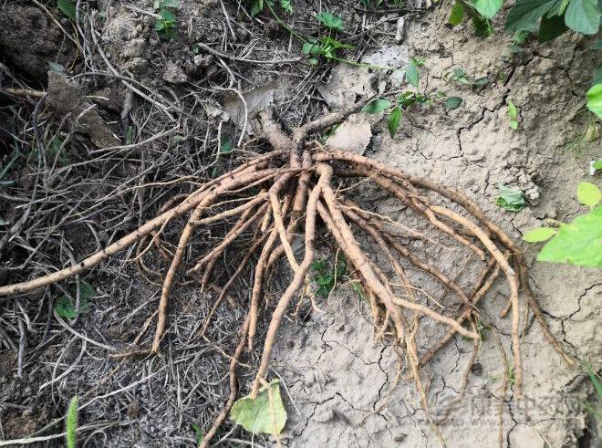 党参价格动态,党参价格动态,一场寻找内心平静的旅行