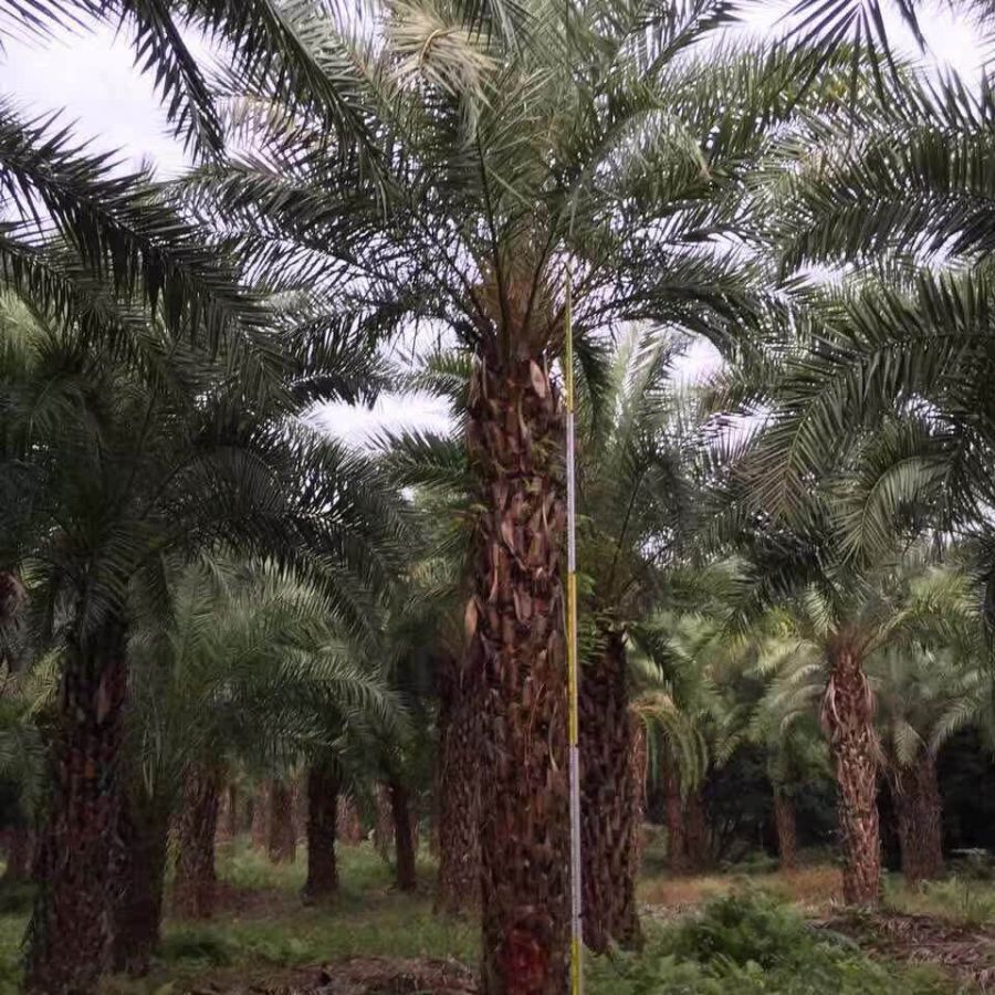 海枣树成长之路,励志故事与价格探寻