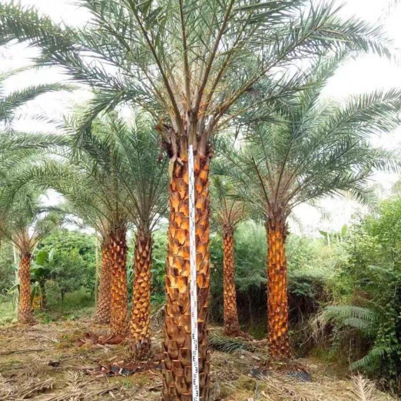 海枣树成长之路,励志故事与价格探寻