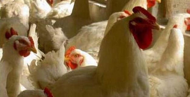 肉鸡行情今日价格解析,多方观点与个人立场探讨