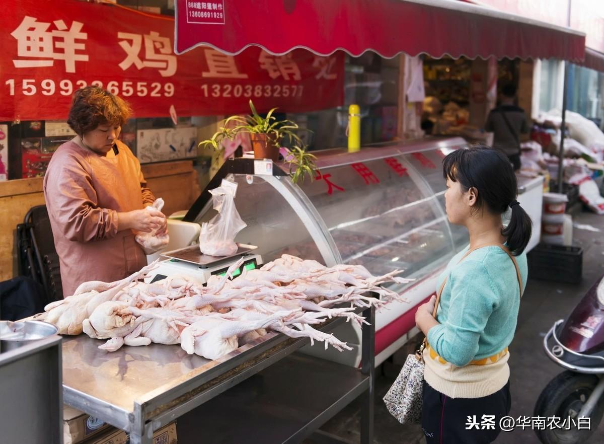 今日肉鸡行情,逆风翱翔,把握机遇的励志故事与价格解析