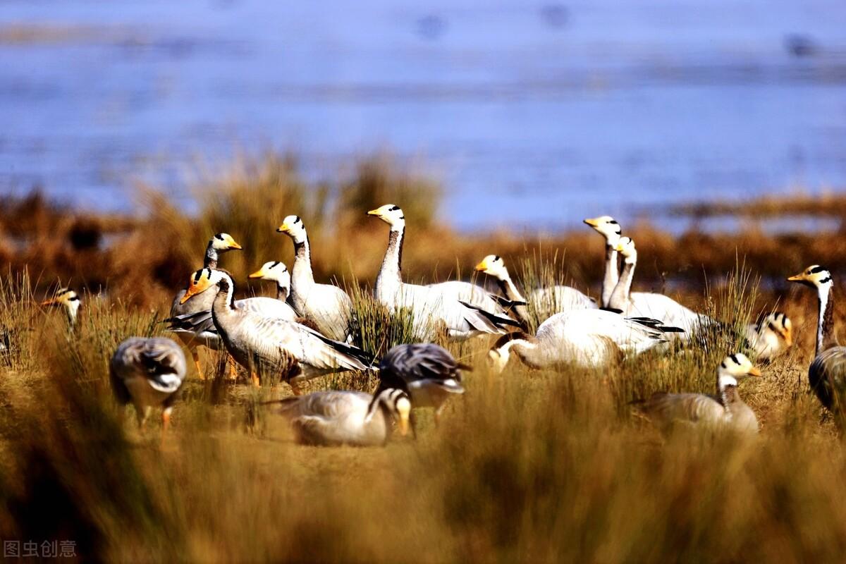 今日番鸭价格行情揭秘,价格动态与友情的小插曲