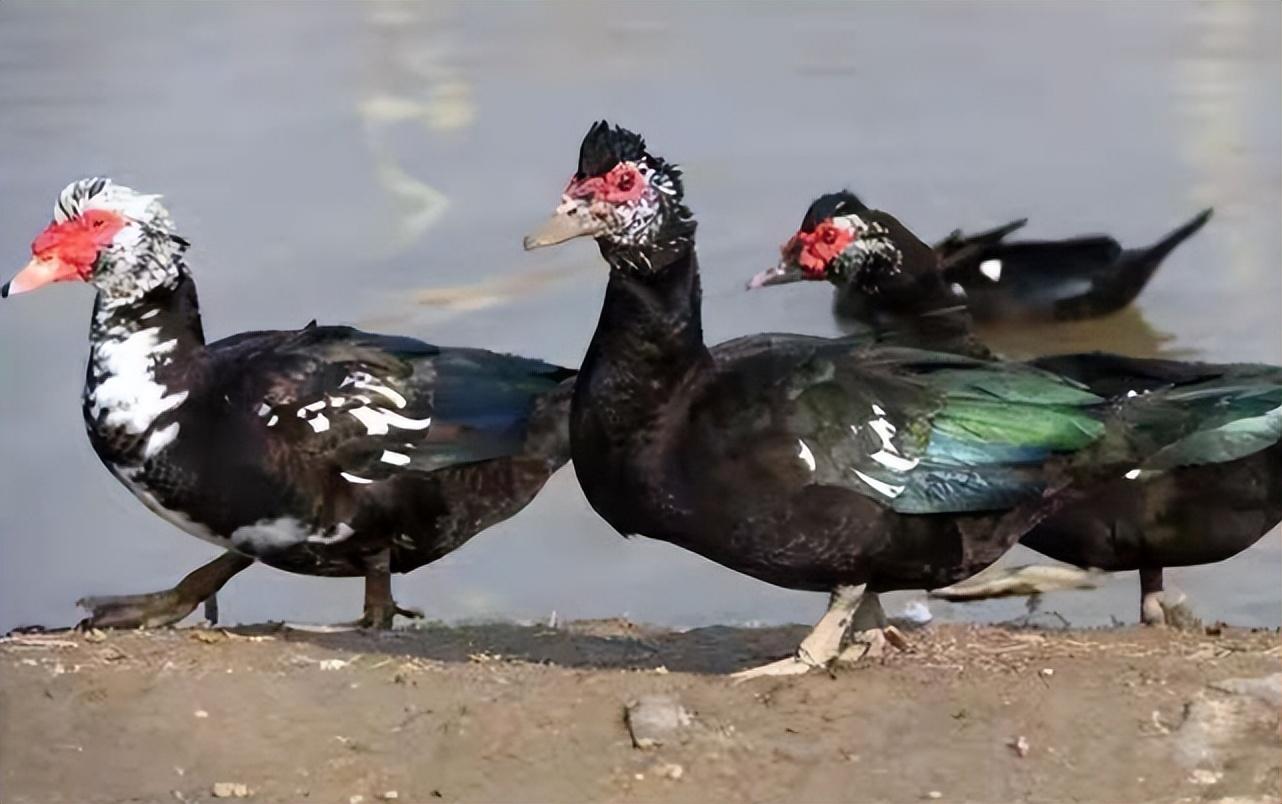 今日番鸭价格行情分析与走势预测