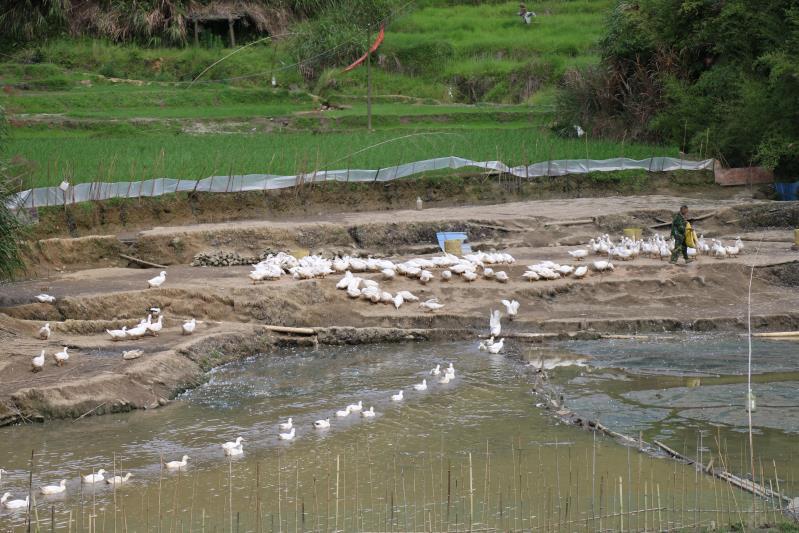 今日番鸭价格行情分析与走势预测