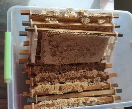 中蜂巢框创新升级