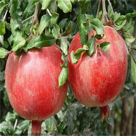 石榴产地价格行情