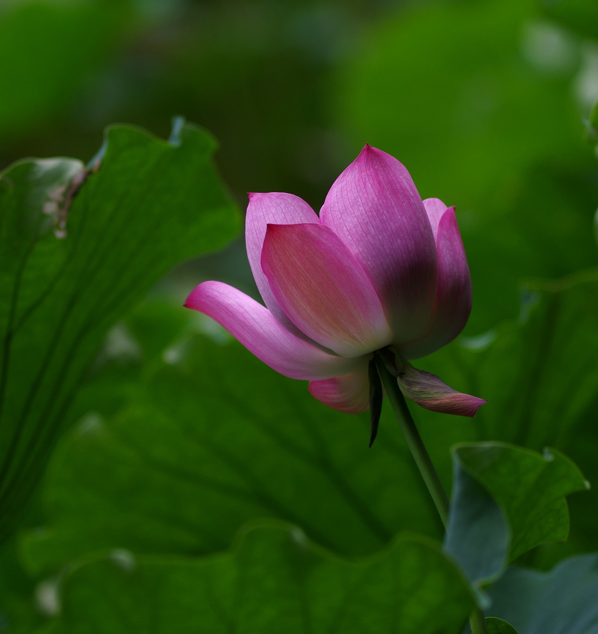 荷最新,荷最新,如何完成某项任务或学习某种技能的详细步骤指南