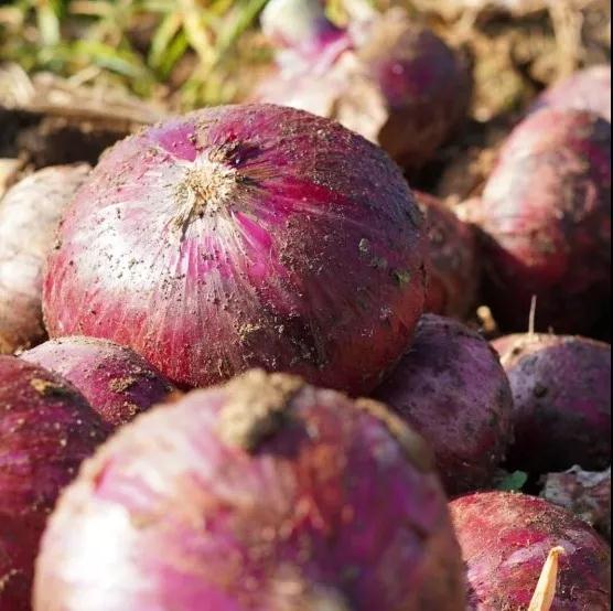 云南洋葱最新价格行情