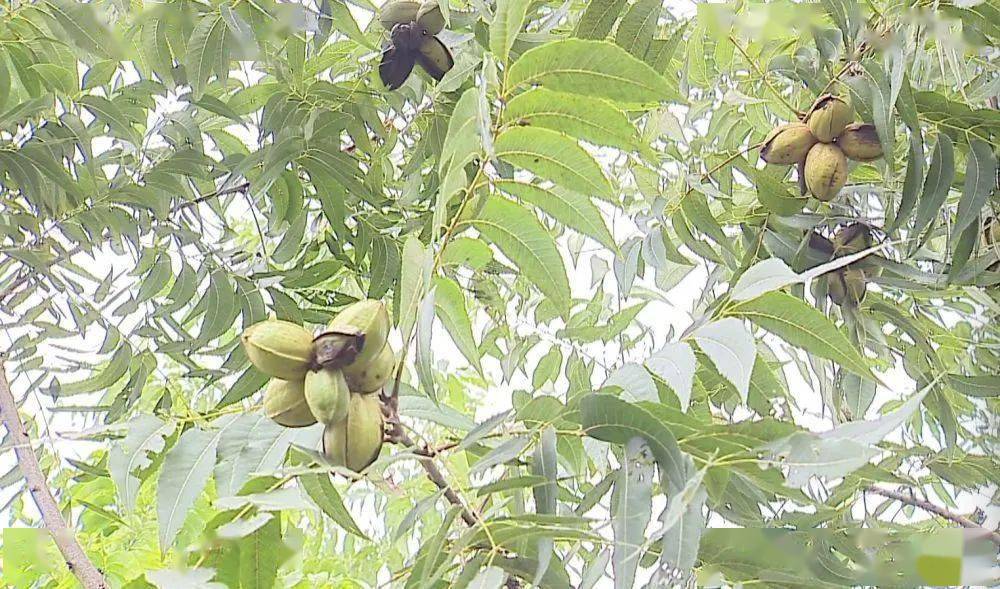 全椒林业改革动态资讯——探寻绿色变革中的小巷瑰宝新动向