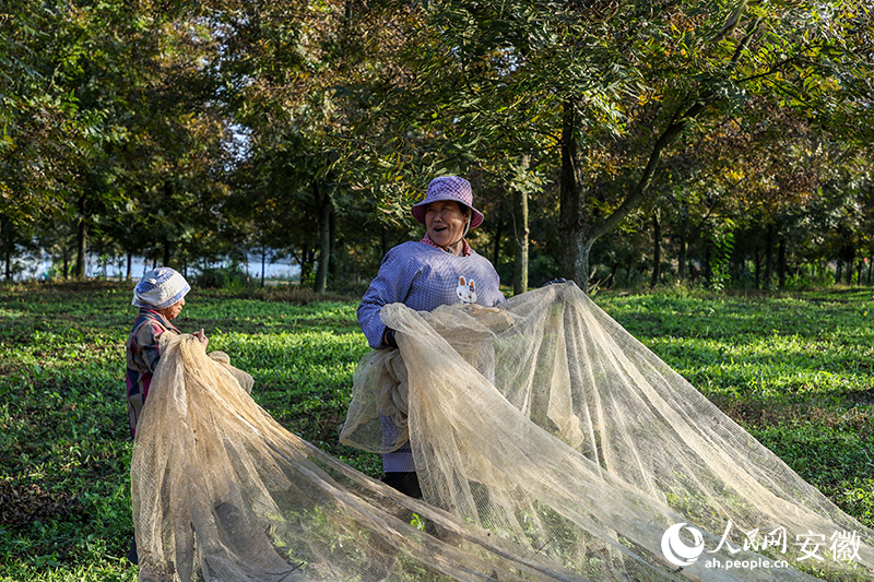 全椒林业改革最新动态,深度分析与观点阐述