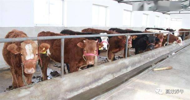 牛养殖尖端技术与小巷深处的秘密牧场探索