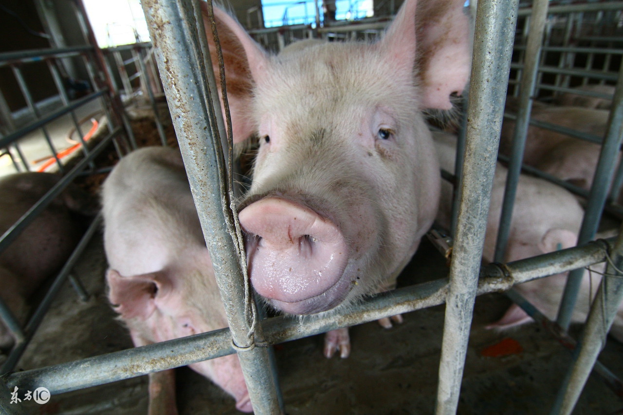 嵩县今日生猪价格,时代背景下的市场波动分析