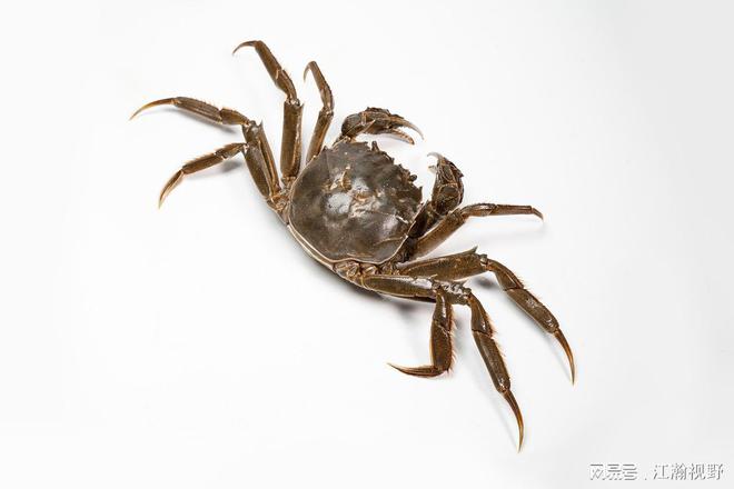 今年螃蟹价格行情走势