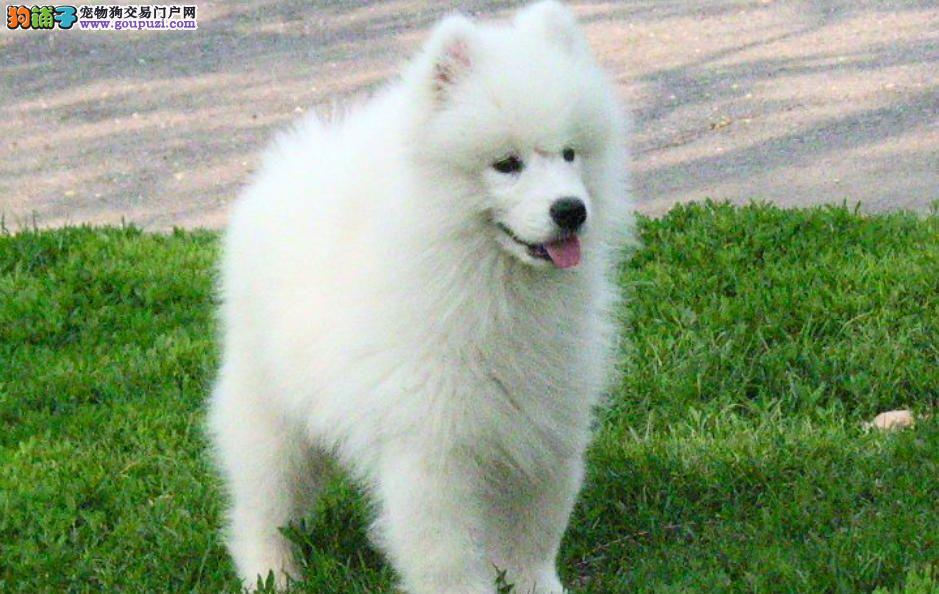 纯种萨摩耶幼犬价格,纯种萨摩耶幼犬价格，背景、影响与地位