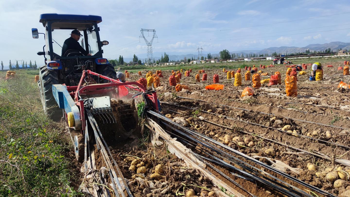 泗水土豆价格动态,泗水土豆价格动态