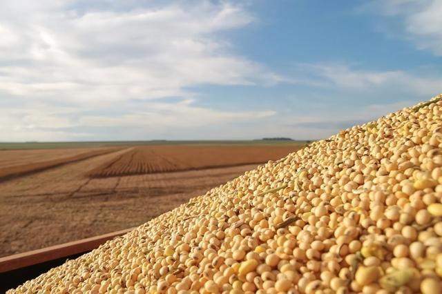 玉米豆粕行情分析与市场走势预测