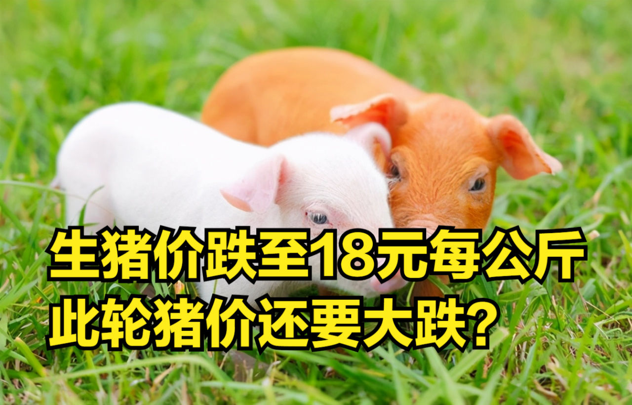 智能养猪科技新品引领潮流，今天猪市场行情揭秘！