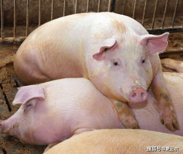 智能养猪科技新品引领潮流,今天猪市场行情揭秘!