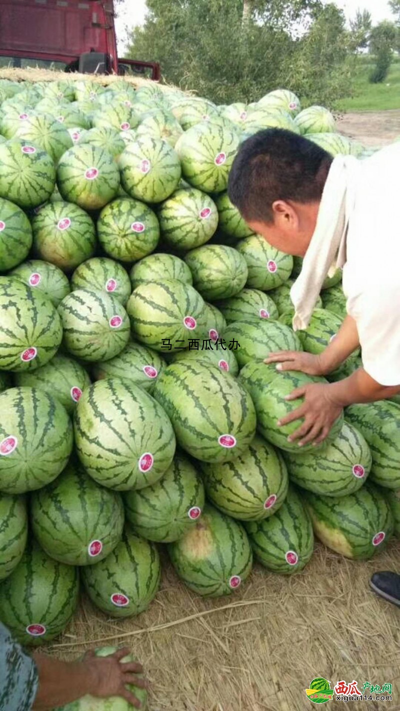 辽宁西瓜最新行情揭秘，小巷深处的甜蜜秘密