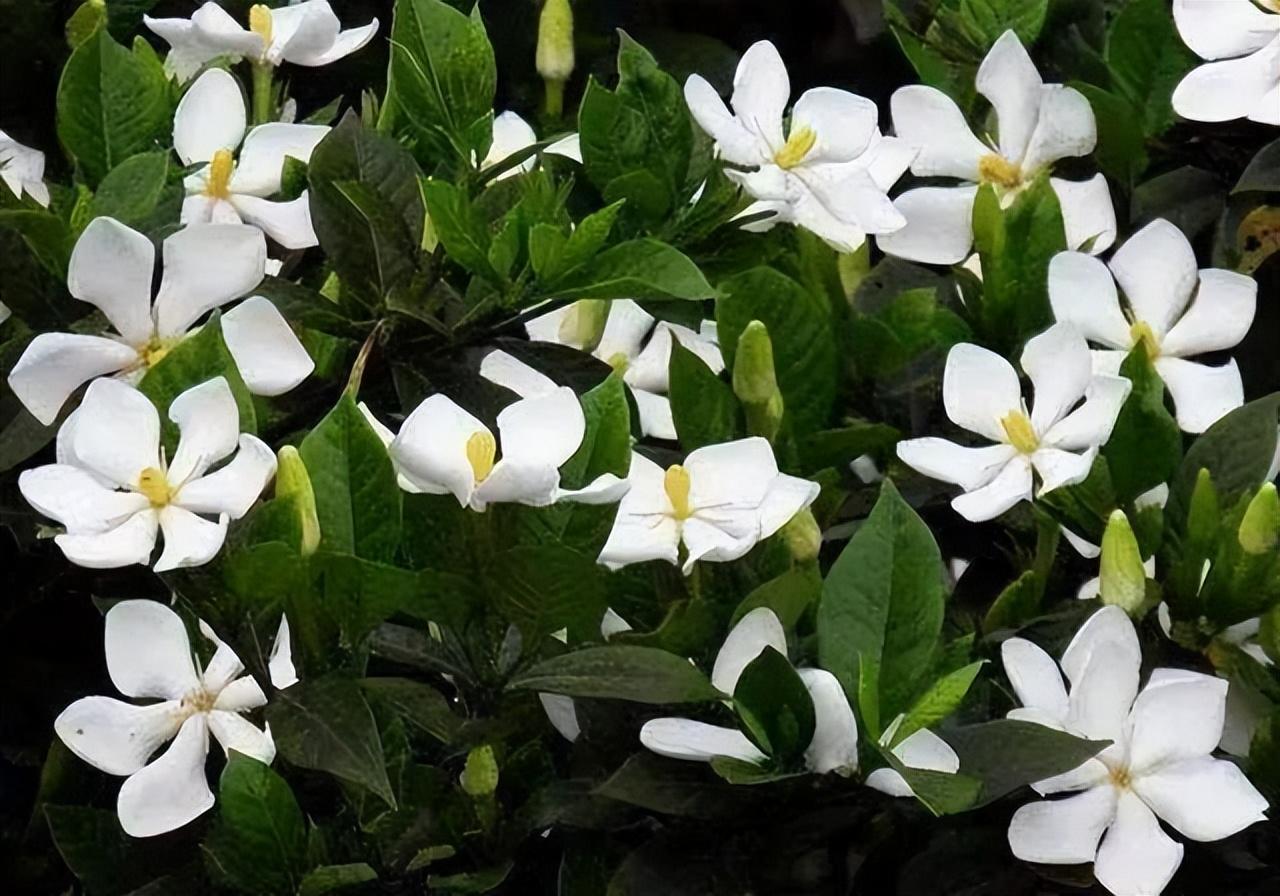 虫样年华演员表揭秘,科技重塑影视魅力,开启全新视界体验