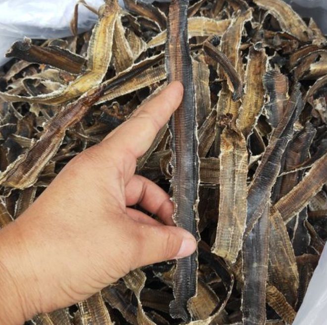 地龙价格解析,市场行情与价格解读,究竟多少钱一斤?