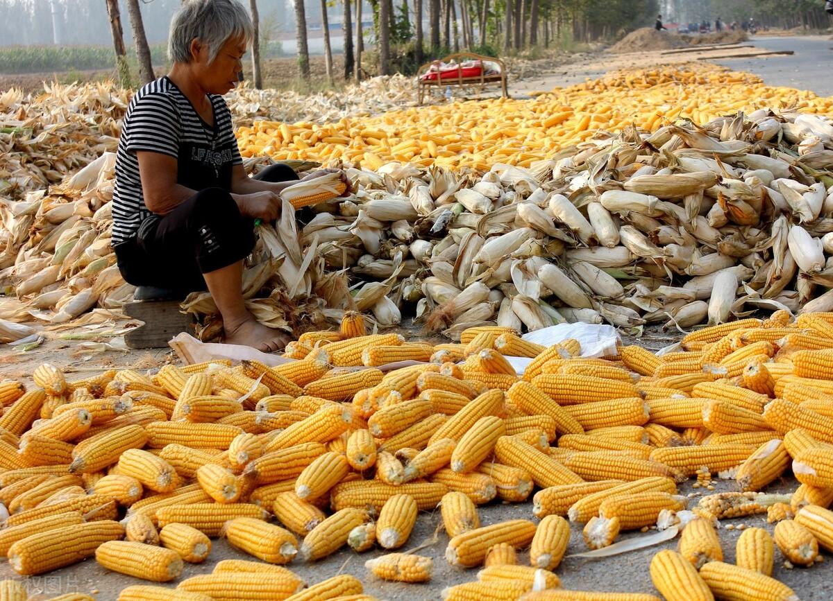 小麦期货行情展望,心灵与自然交织的美景之旅