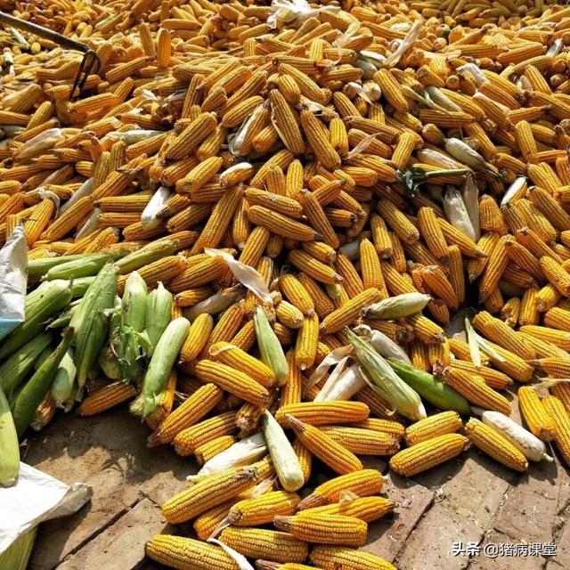 今日武强玉米价格概览,科技智能引领市场,掌握最新行情体验未来趋势