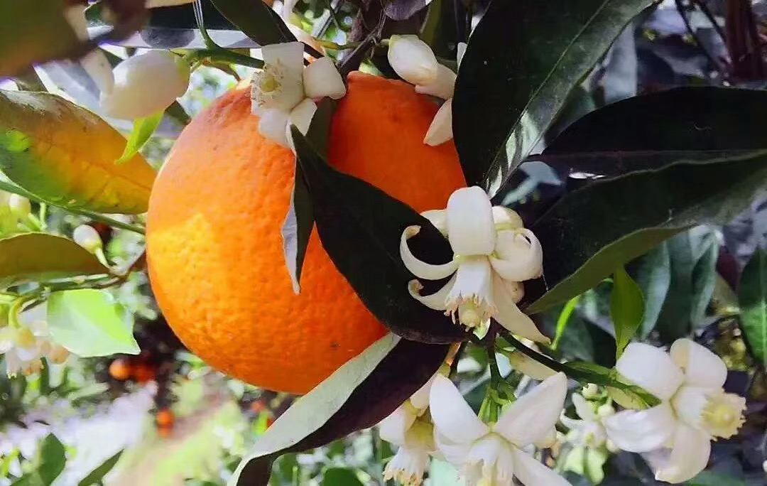 橘优花最新动态揭秘
