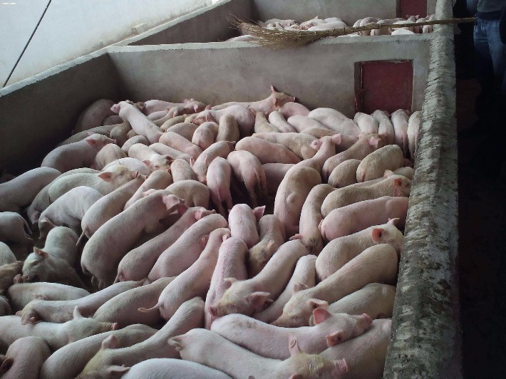 莱州生猪今日价格,莱州生猪今日价格，市场走势分析与预测