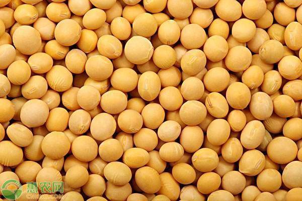 黄豆什么价格一斤,黄豆什么价格一斤,查找与理解黄豆价格的详细步骤指南