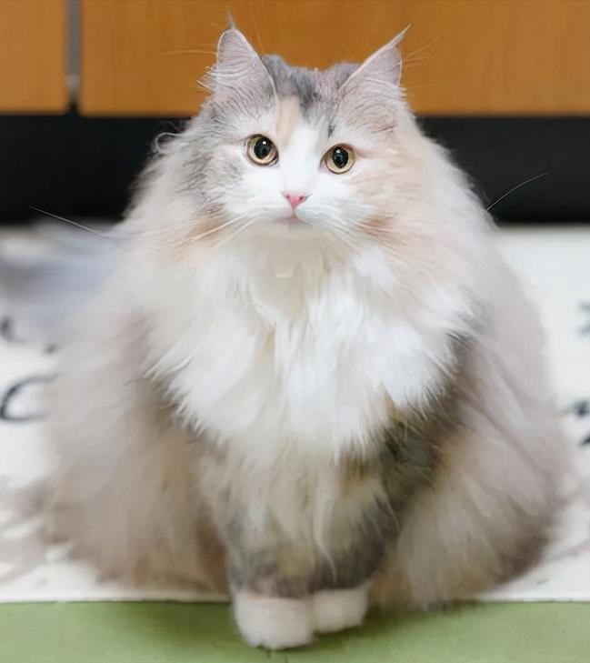 挪威的森林电影，温馨日常故事的叙述