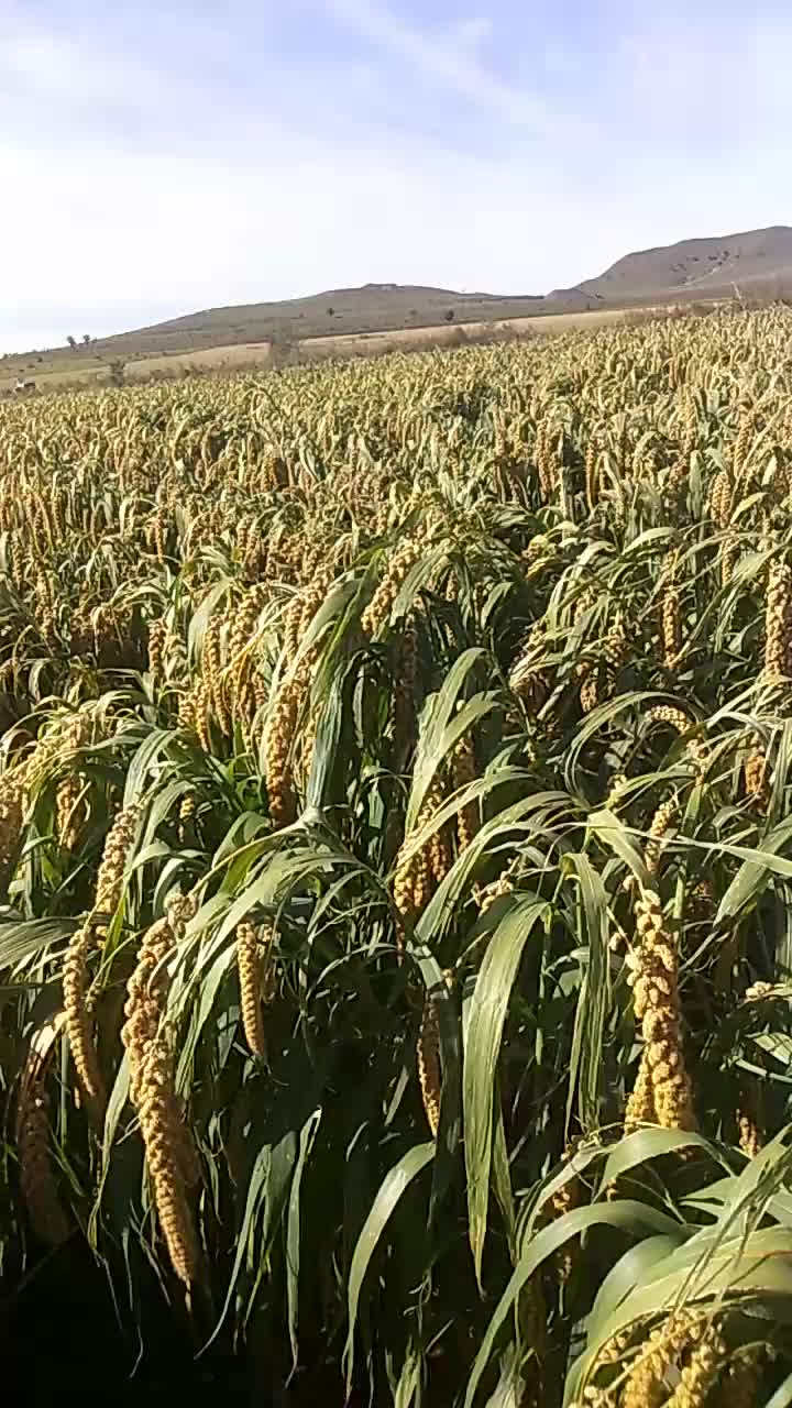 谷子价格行情,谷子价格行情,一场智慧与勇气的较量,如何在变化中找寻自信与成就