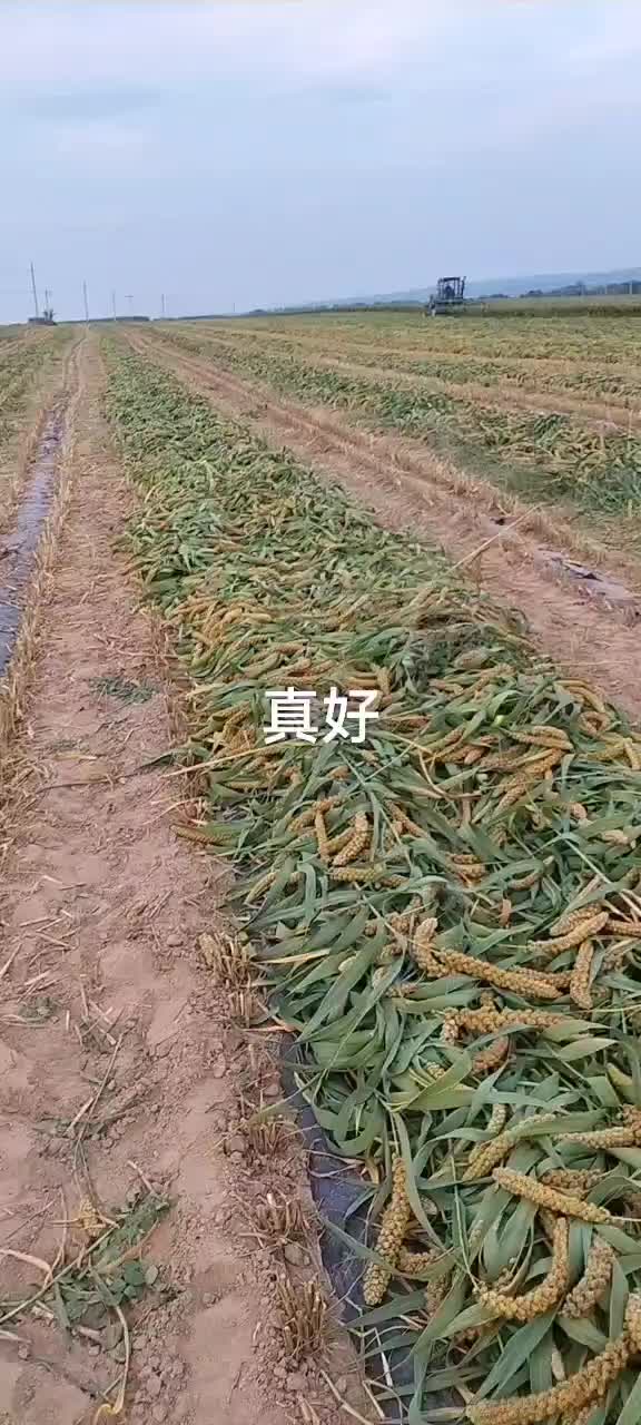 谷子价格行情,谷子价格行情全面解析,洞悉市场动态!