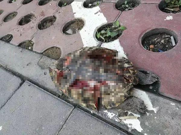 探寻自然美景中的钢管价格之旅，心灵之旅探寻50钢管6米价格