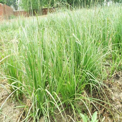 安国知母最新售价，探寻价格之旅，寻找内心平静之路