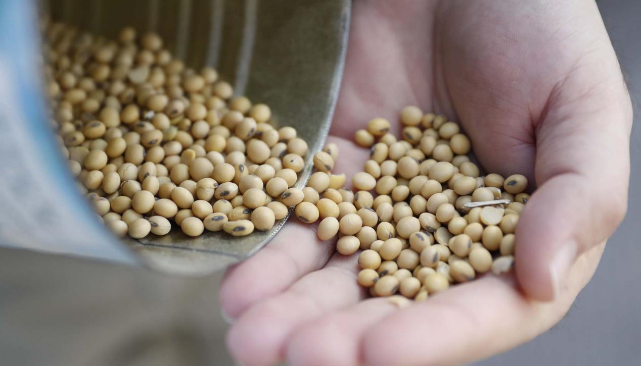 今日全国大麦价格行情详解,如何获取与分析大麦价格信息