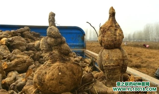 何首乌价格行情揭秘，自然美景背后的旅行探索之旅