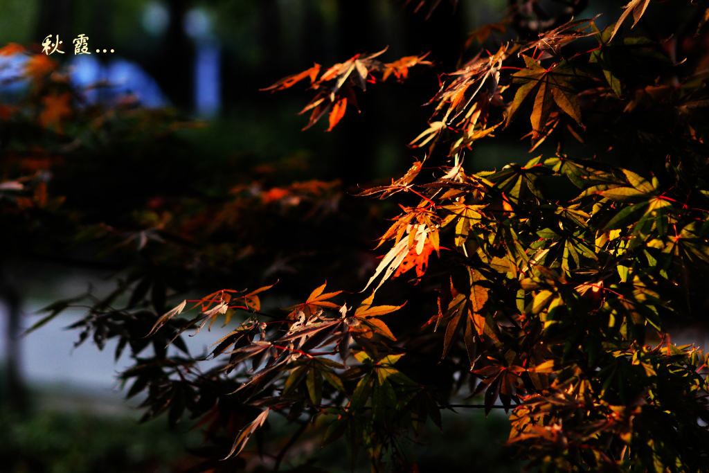 探索秋霞新世界的最新入口揭秘!