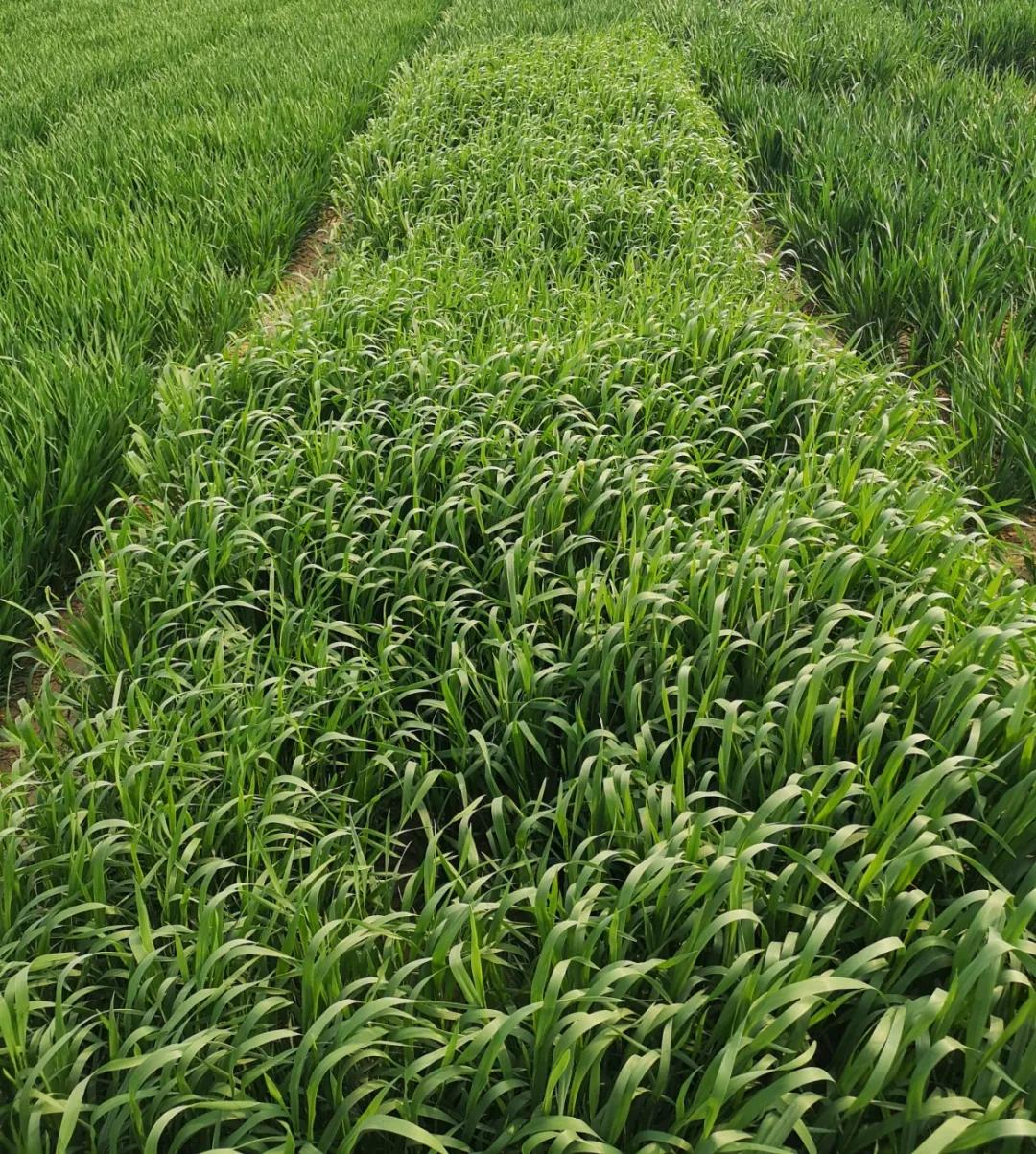 醒图最新版,醒图最新版，科技重塑视界，体验前所未有的图像处理之旅