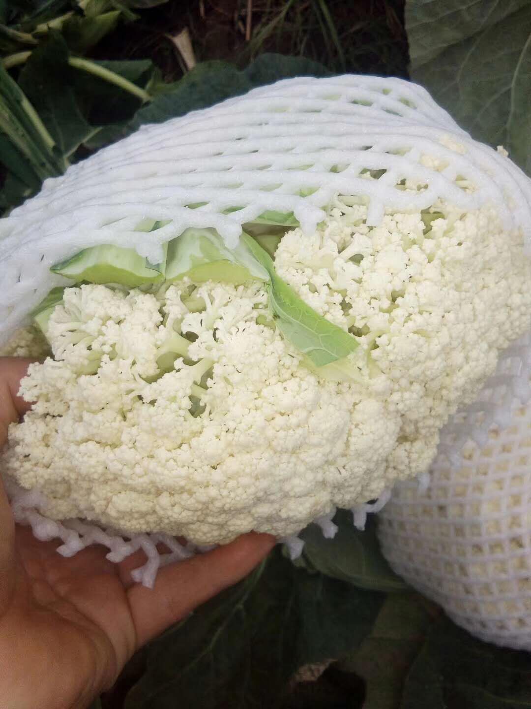 松花菜价格行情,松花菜价格行情新鲜出炉，带你洞悉市场走势！