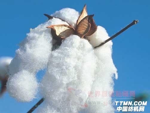 长绒棉最新行情分析与趋势预测